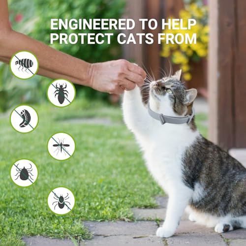 Collier pour Chat en Pack de 2 avec huiles essentielles Naturelles - Protection contre les infections, 16 Mois de garant